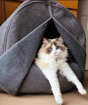 Cat Cave