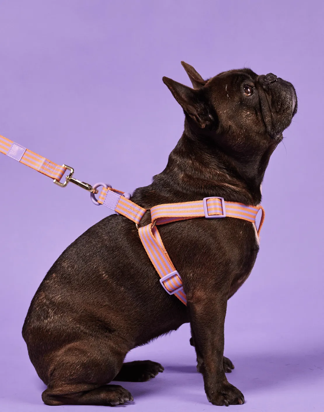 Lady Marmalade Pet Harness