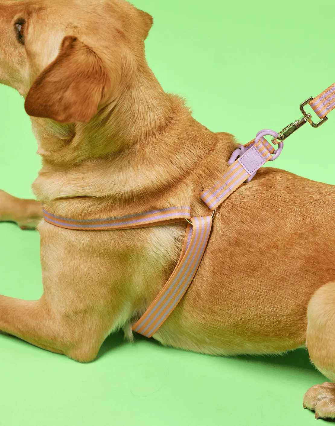 Lady Marmalade Pet Harness