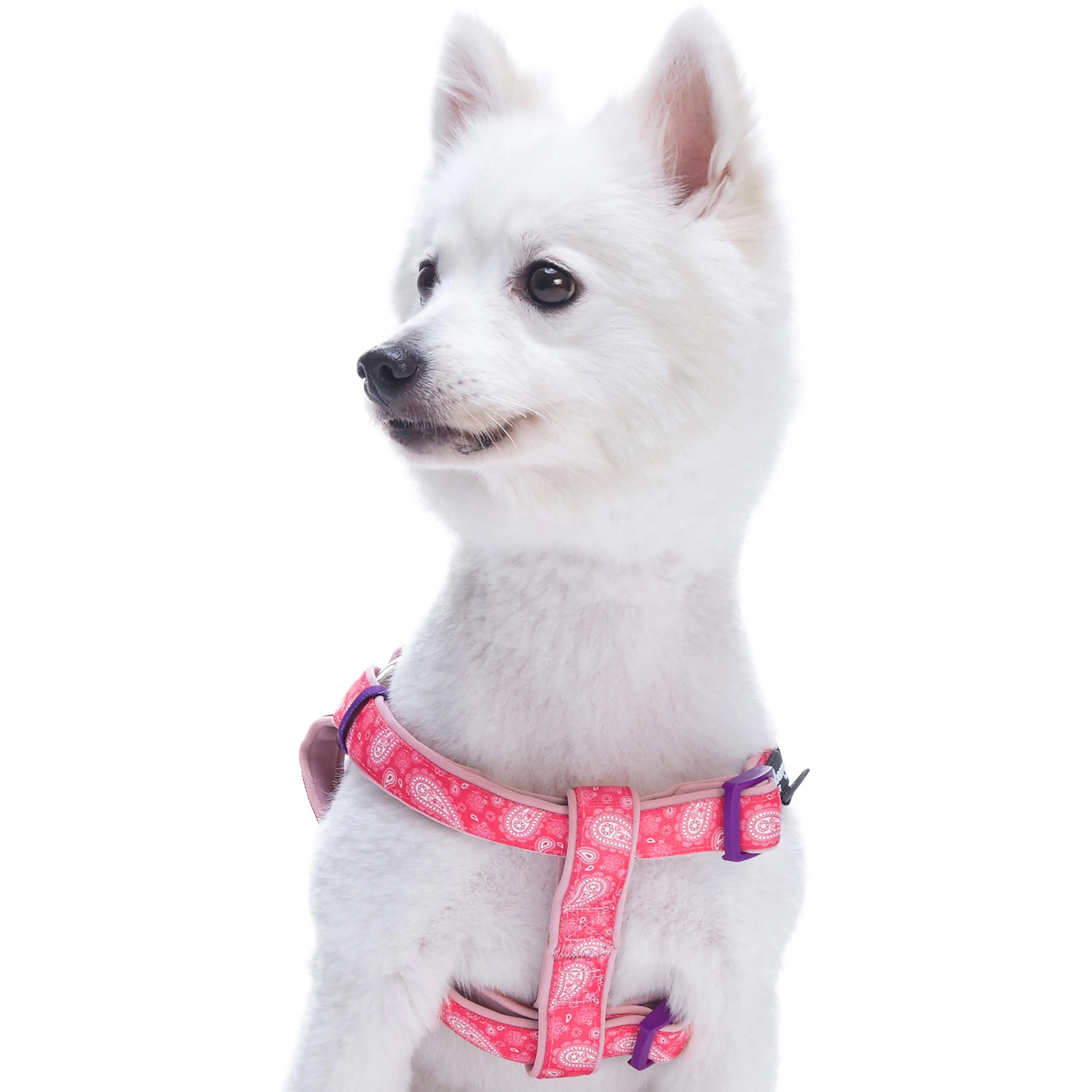 Paisley Print Padded Dog Harness