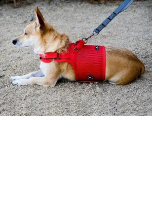 Sleepypod Martingale Dog Harness